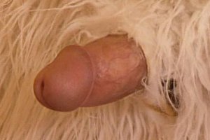 jizz欧美黑多人